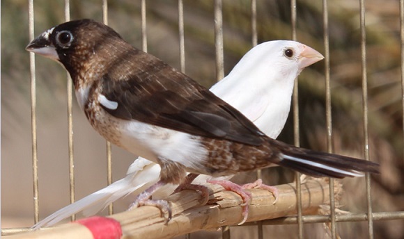 حتّى العصافير لم تسلم من التهريب : الحرس الوطني يحجز 2000 عصفور مهرّب عبر الحدود 